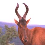red hartebeest